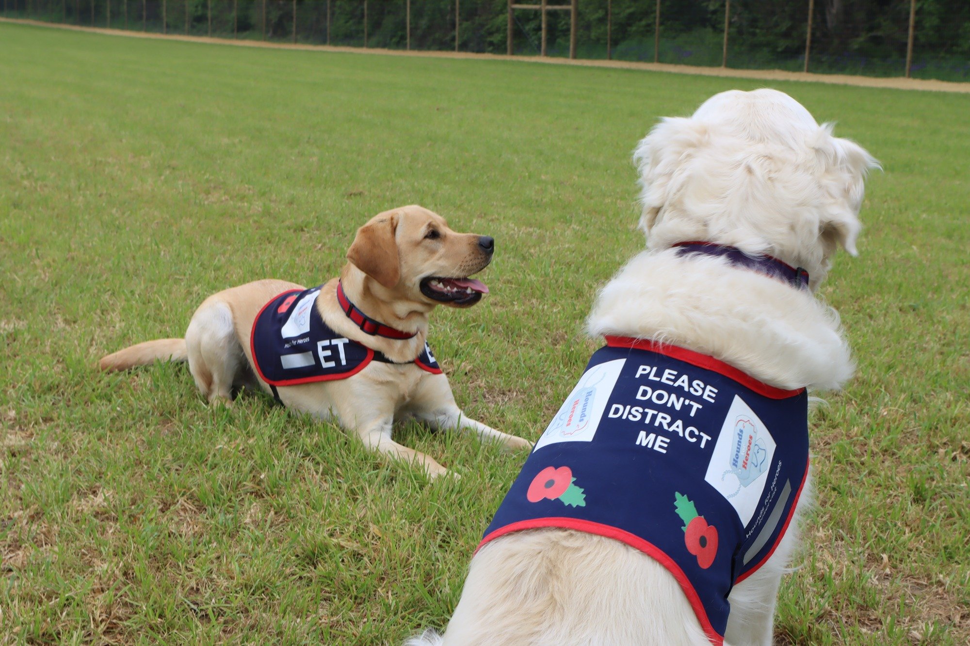 Our partnership with Hounds for Heroes - Paw Paddock